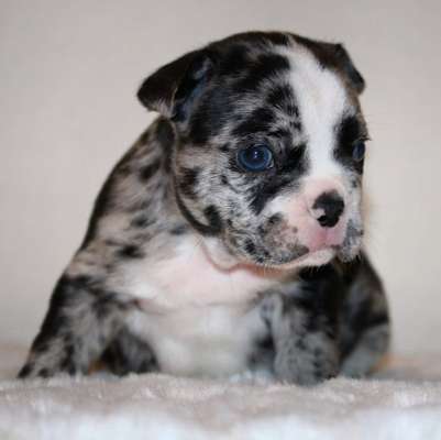 Französische Bulldoggen-Beitrag-Bild