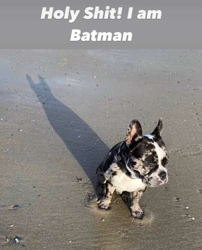 Französische Bulldoggen-Beitrag-Bild