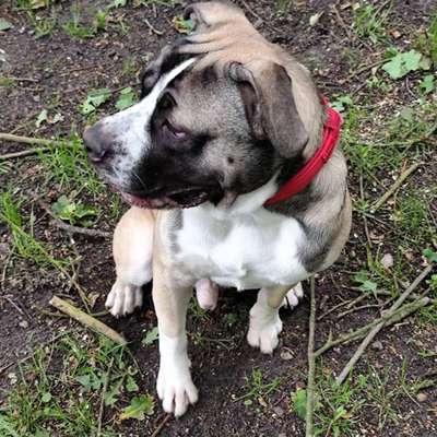 Hund zieht an der Leine-Beitrag-Bild
