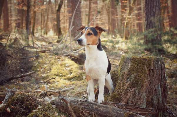 Wo sind die Jack und Parson Russell Terrier?-Beitrag-Bild