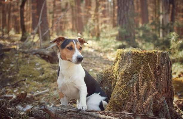 Foto's und Hundemodels-Beitrag-Bild