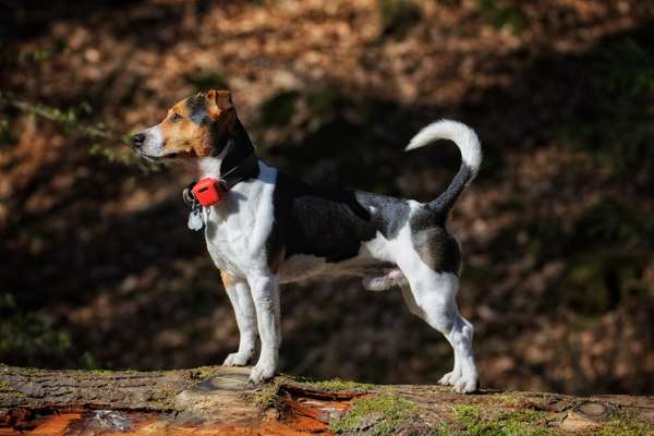 Jack Russell Terrier-Beitrag-Bild