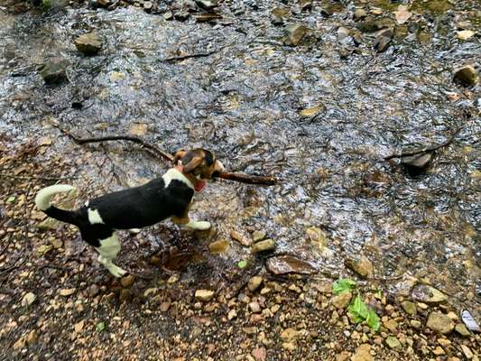 Weihnachtsmanns Rute-Beitrag-Bild