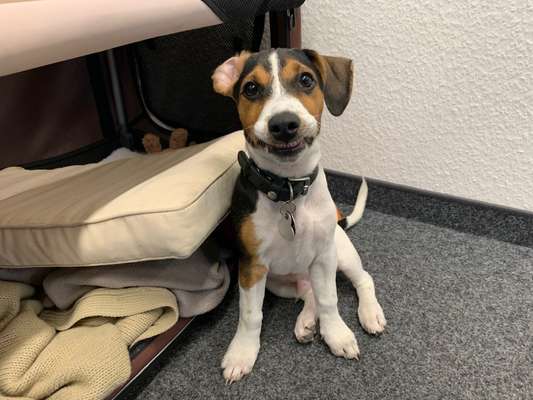 Lachen😀 eure Hunde auch so gerne😂-Beitrag-Bild