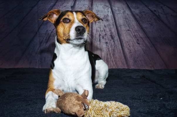 Jack Russel Terrier-Beitrag-Bild