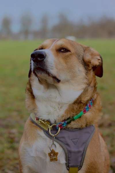 Foto's und Hundemodels-Beitrag-Bild