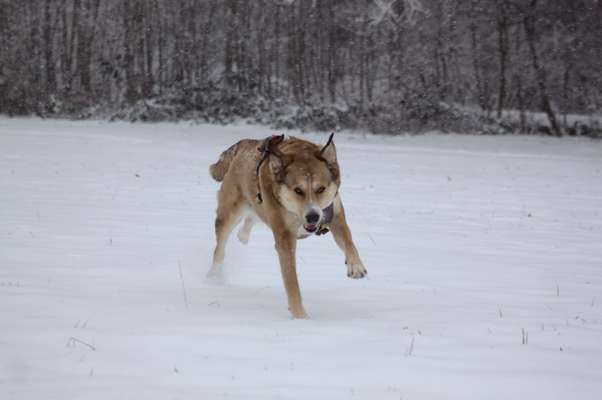 Foto's und Hundemodels-Beitrag-Bild