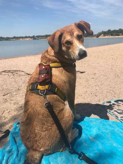 Dogorama-Monats-Challenge-Mai "Wasser"-Beitrag-Bild