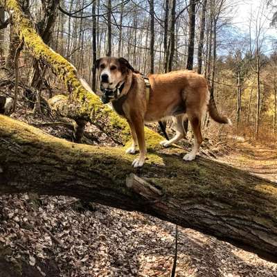 Fotochallenge No. 26                                     Wald und Wiese-Beitrag-Bild