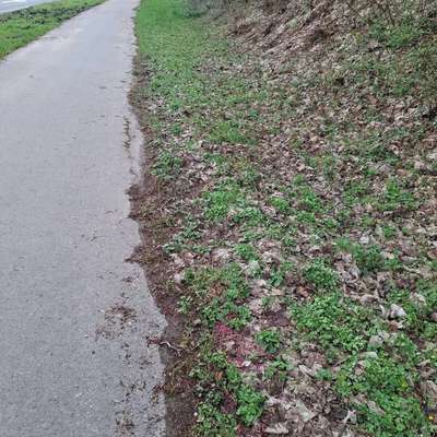 Giftköder-Gift-Bild