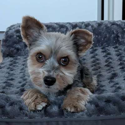 Hundetreffen-Gemeinsame Gassirunden-Bild