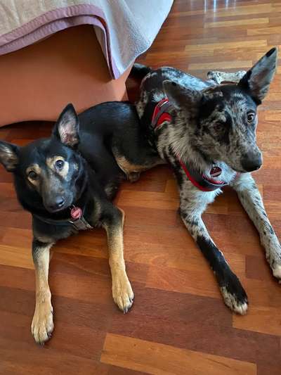 Hundetreffen-SozialWalks / Begegnungstraining-Bild