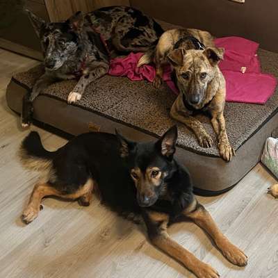 Hundetreffen-Trainingspartner für Hundebegegnungen gesucht
