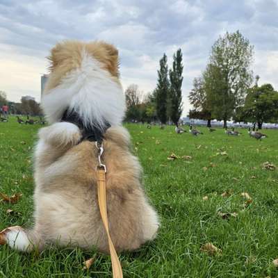 Hundetreffen-Kleine Spiel- und Gassirunden-Bild