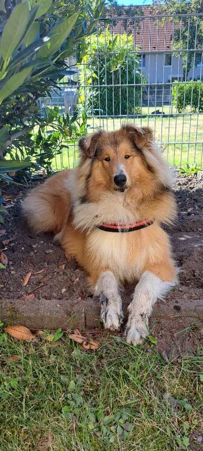 Collies -wo seid ihr?-Beitrag-Bild