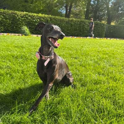 Hundetreffen-Windspiele/ iggy meetup-Bild