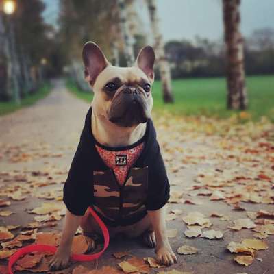 Französische Bulldoggen-Beitrag-Bild