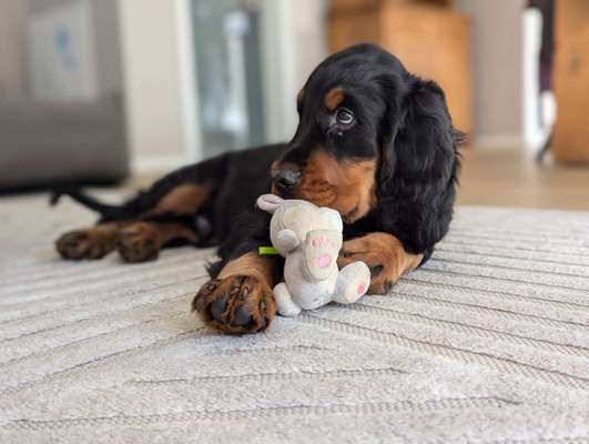 Hundetreffen-Welpentreffen, spielen-Bild