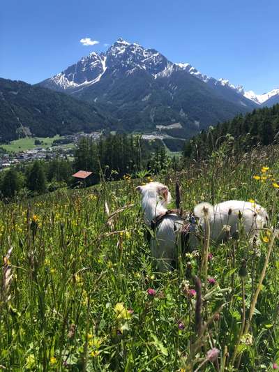 Die Dogorama Kalender Challenge Titelbild-Beitrag-Bild