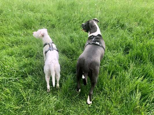 Die Dogorama Kalender Challenge Titelbild-Beitrag-Bild