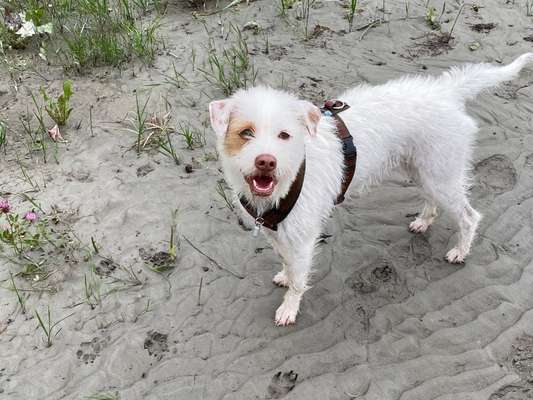 Die Dogorama Kalender Challenge Titelbild-Beitrag-Bild