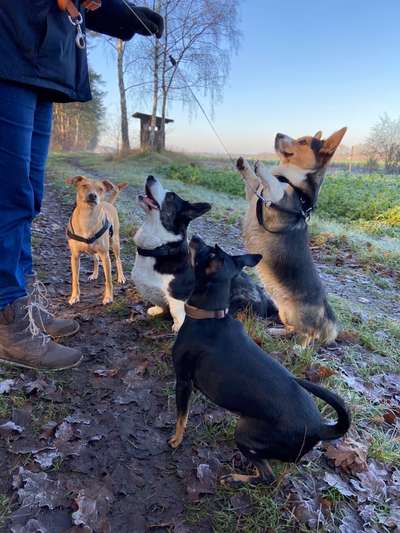 Die Dogorama Wochen Challenge-Beitrag-Bild