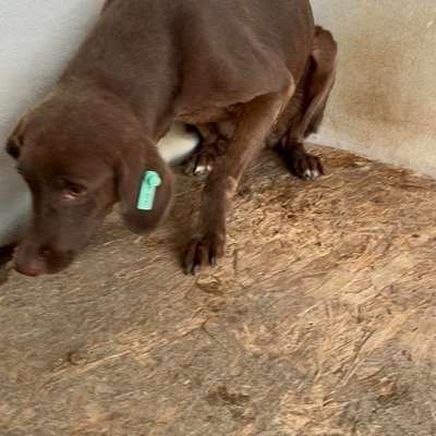 Tierschutzhunde suchen ein Zuhause-Beitrag-Bild
