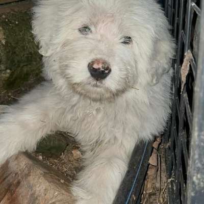 Tierschutzhunde suchen ein Zuhause-Beitrag-Bild