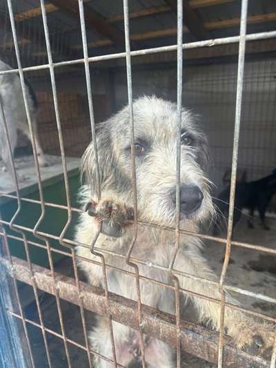 Tierschutzhunde suchen ein Zuhause-Beitrag-Bild