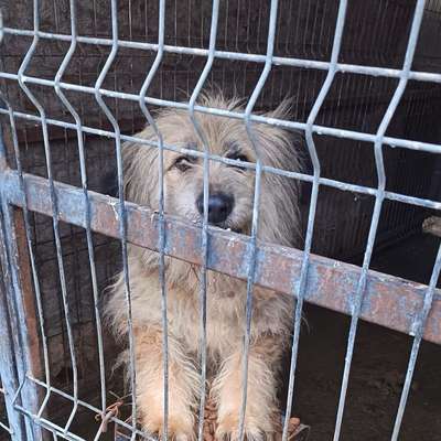 Tierschutzhunde suchen ein Zuhause-Beitrag-Bild