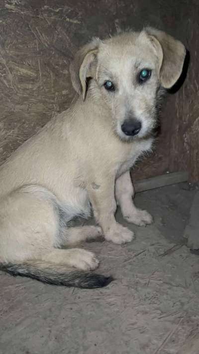 Tierschutzhunde suchen ein Zuhause-Beitrag-Bild