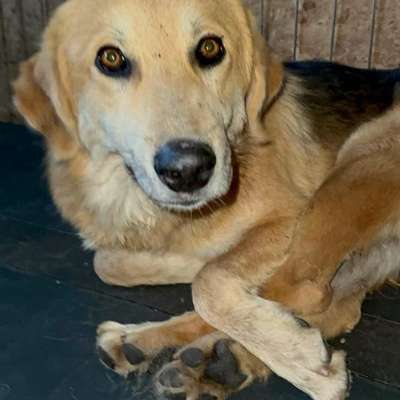 Tierschutzhunde suchen ein Zuhause-Beitrag-Bild