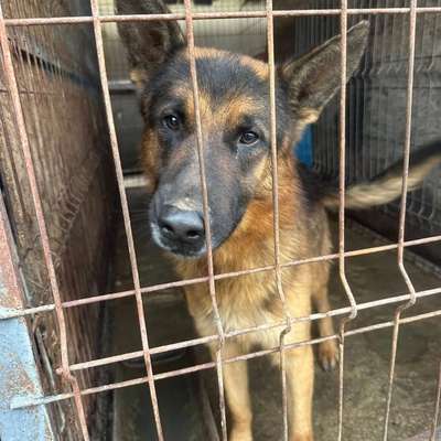 Tierschutzhunde suchen ein Zuhause-Beitrag-Bild