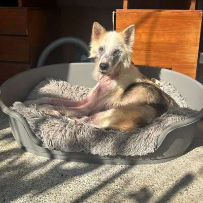 Tierschutzhunde suchen ein Zuhause-Beitrag-Bild