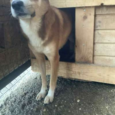 Tierschutzhunde suchen ein Zuhause-Beitrag-Bild
