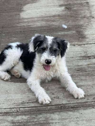 Tierschutzhunde suchen ein Zuhause-Beitrag-Bild