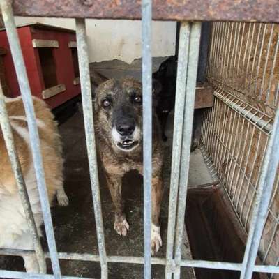 Tierschutzhunde suchen ein Zuhause-Beitrag-Bild