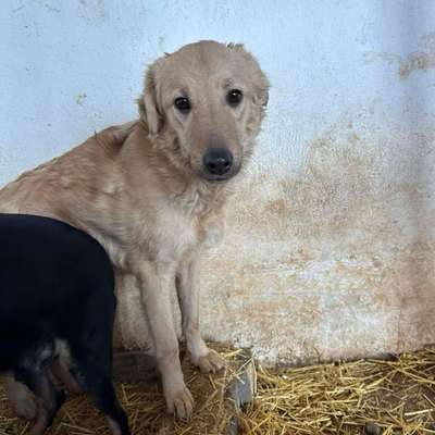 Tierschutzhunde suchen ein Zuhause-Beitrag-Bild