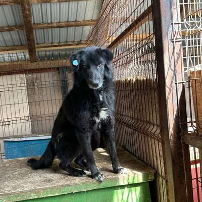 Tierschutzhunde suchen ein Zuhause-Beitrag-Bild