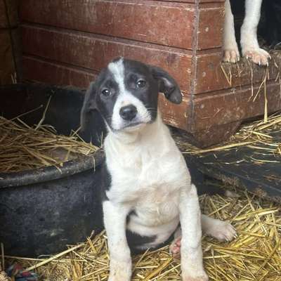 Tierschutzhunde suchen ein Zuhause-Beitrag-Bild