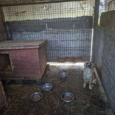 Tierschutzhunde suchen ein Zuhause-Beitrag-Bild