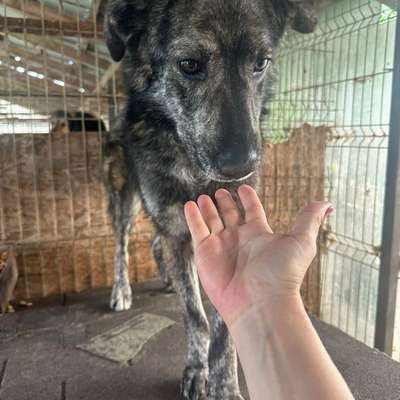 Tierschutzhunde suchen ein Zuhause-Beitrag-Bild