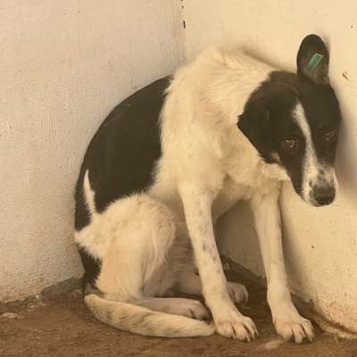 Tierschutzhunde suchen ein Zuhause-Beitrag-Bild