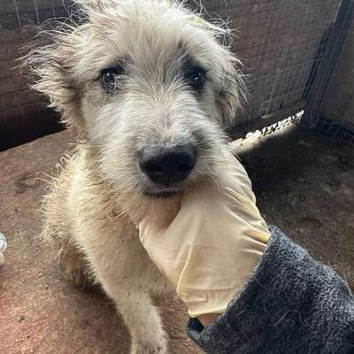 Tierschutzhunde suchen ein Zuhause-Beitrag-Bild