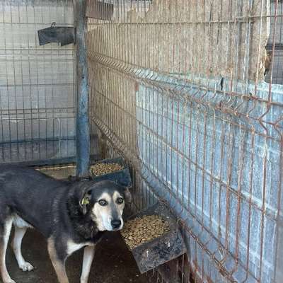 Tierschutzhunde suchen ein Zuhause-Beitrag-Bild