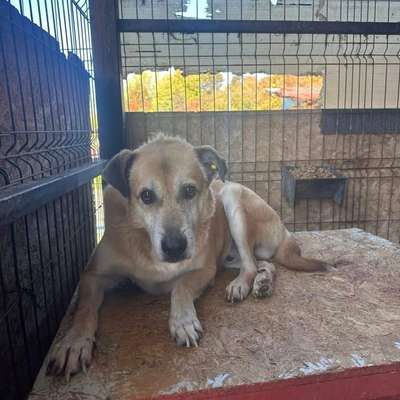 Tierschutzhunde suchen ein Zuhause-Beitrag-Bild