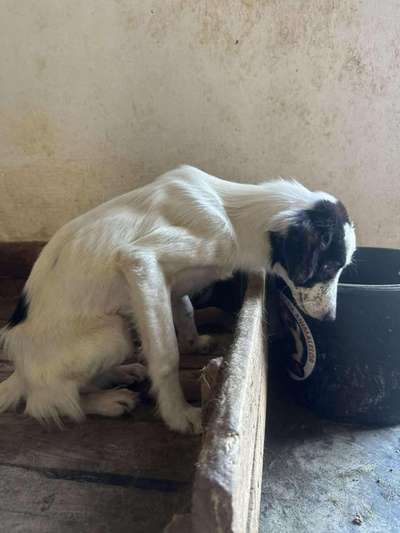 Tierschutzhunde suchen ein Zuhause-Beitrag-Bild