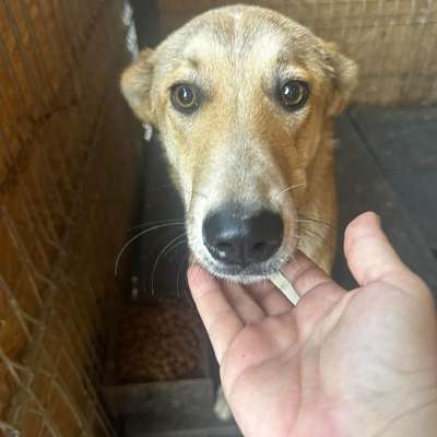 Tierschutzhunde suchen ein Zuhause-Beitrag-Bild