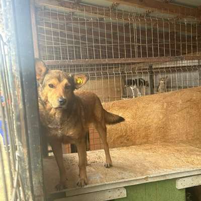 Tierschutzhunde suchen ein Zuhause-Beitrag-Bild