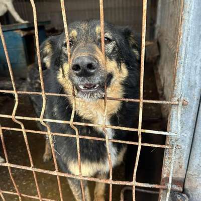 Tierschutzhunde suchen ein Zuhause-Beitrag-Bild